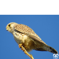 گونه دلیجه Common Kestrel